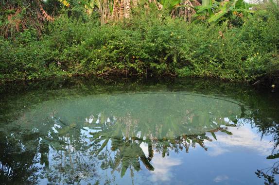 O fervedouro Alecrim, em São Félix do Tocantins, região do Jalapão - TO